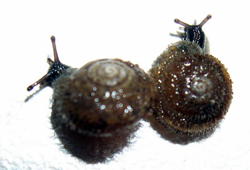 Trochulus sp.